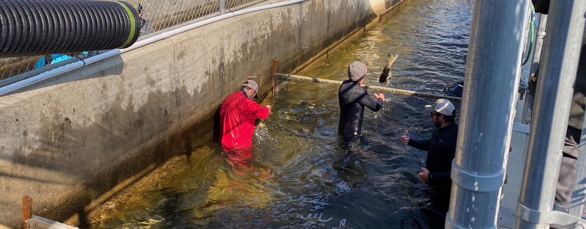 McCall Hatchery1