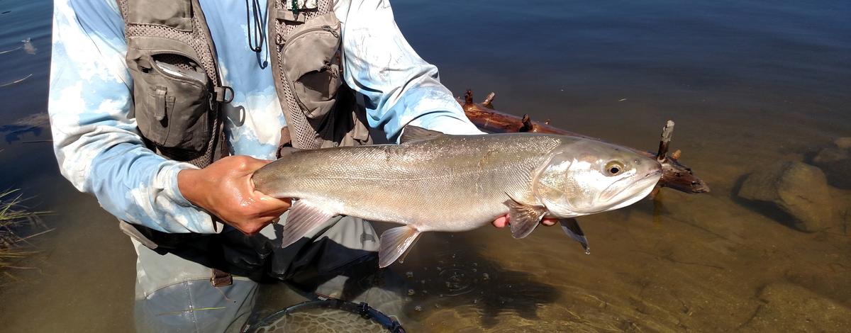 Tiger Trout-Mark Randolph