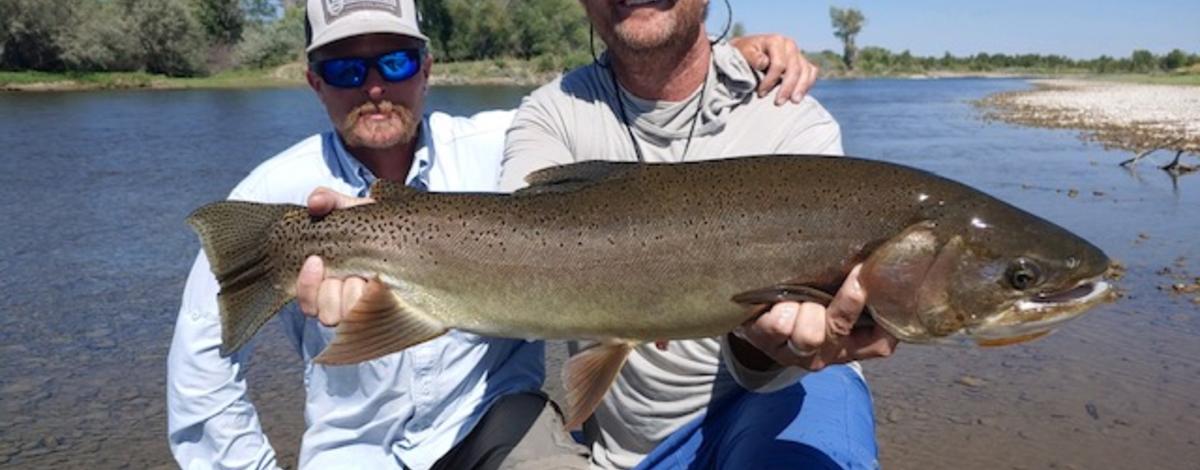 Hix cutthroat trout