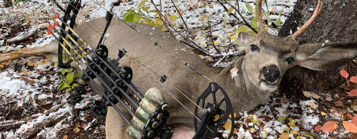 muledeerbuck2772.jpeg