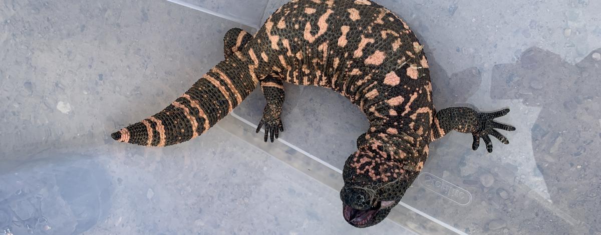 Gila Monster