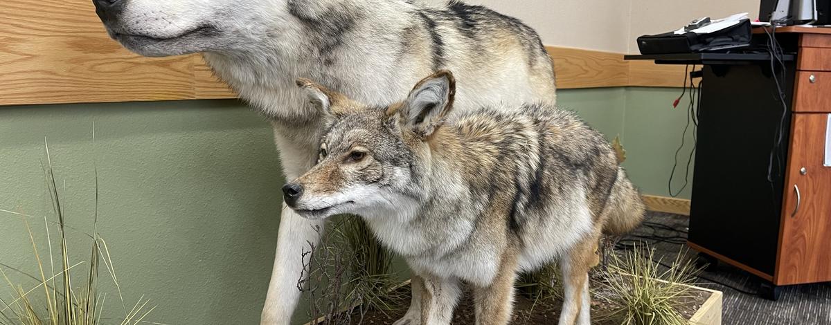 Taxidermy of a wolf and coyote for comparison