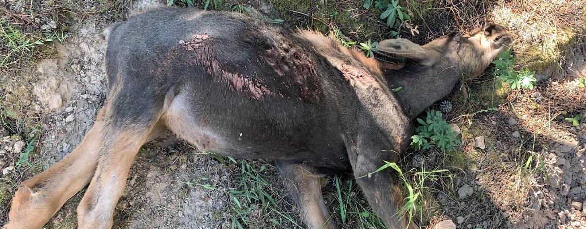 Dead Moose Calf