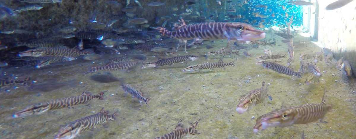 young tiger muskie in Hagerman Hatchery raceway