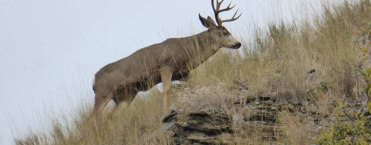Mule deer