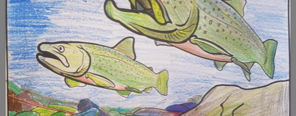 Bull trout coloring page