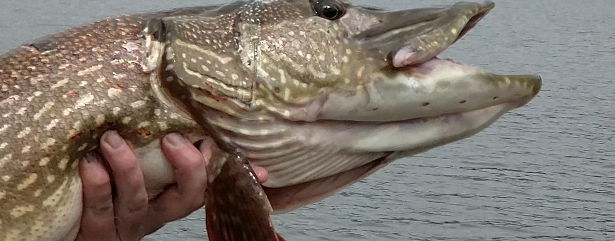 Northern Pike thumbnail