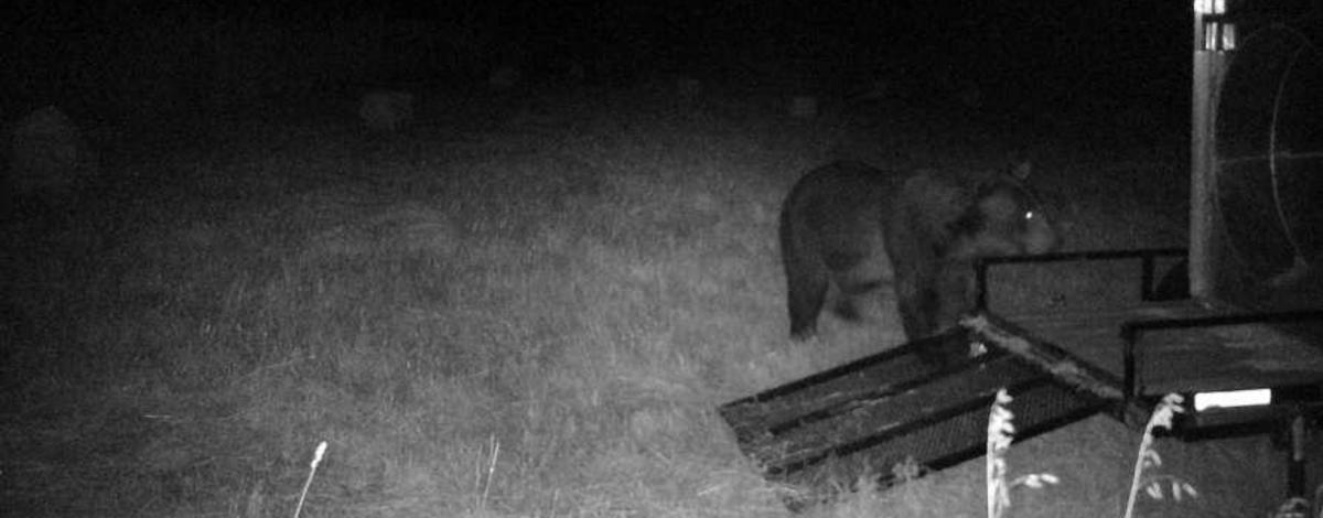 Grizzly bear near Porthill in Boundary County
