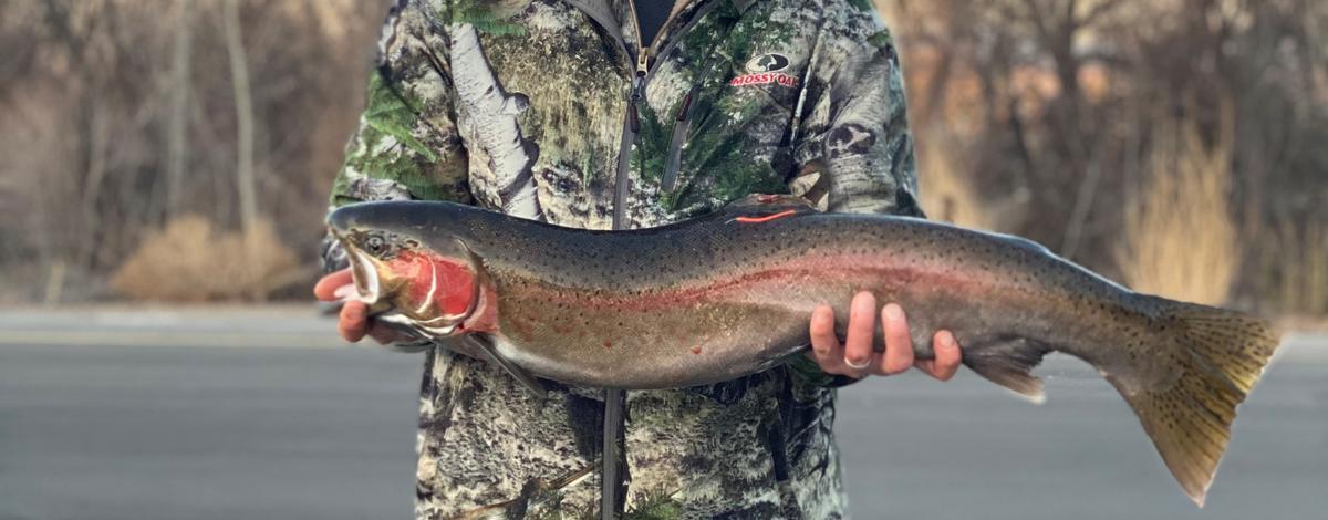 steelhead_2