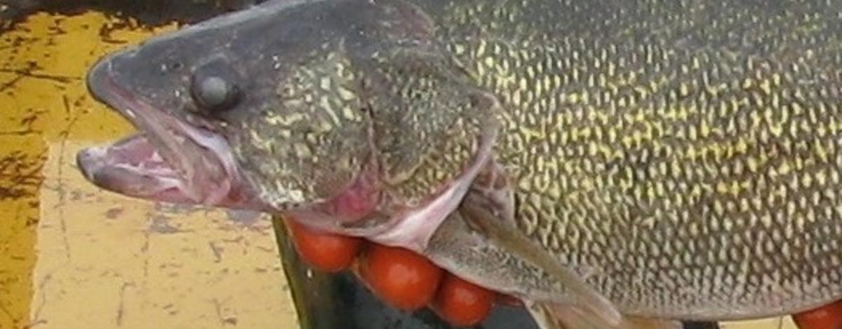Pend Oreille walleye head