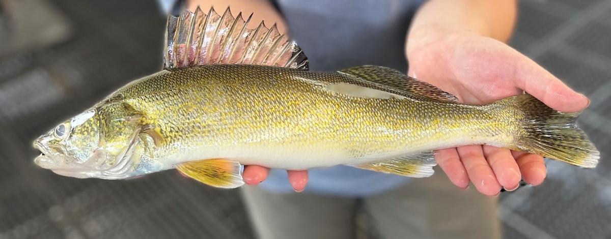 walleye-lgr-dam