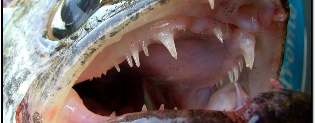 walleye
