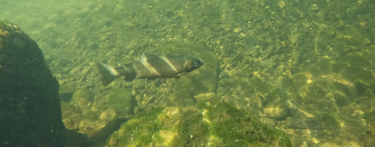 Westslope cutthroat trout in a pool in Priest River