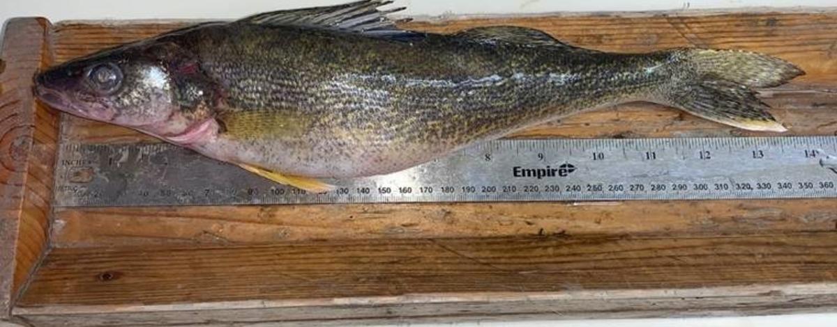 Walleye