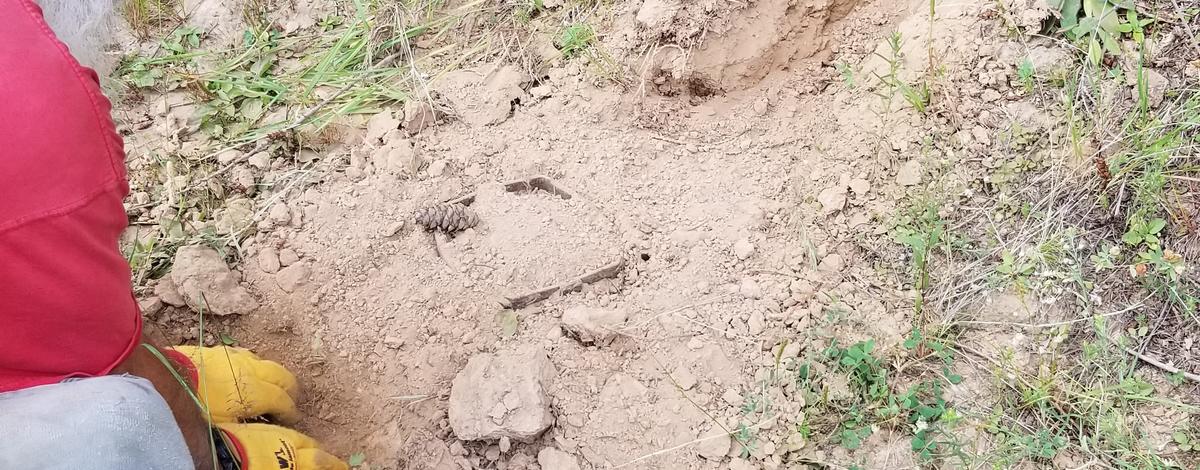 wolf_trapping