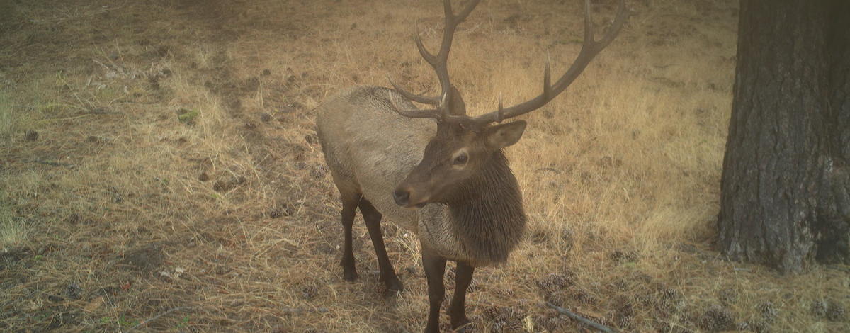 game_cam_bull_elk