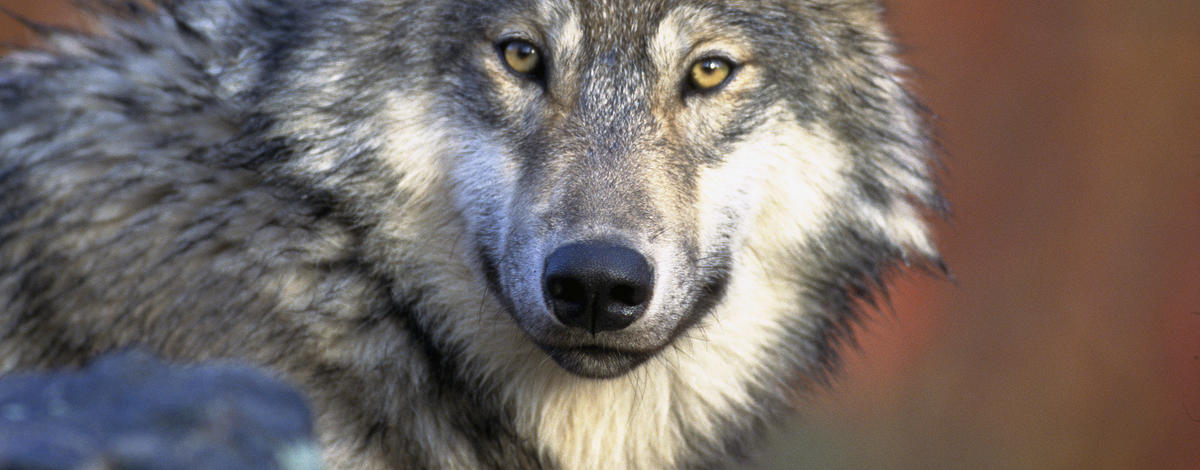tight shot of a gray wolf in Fall