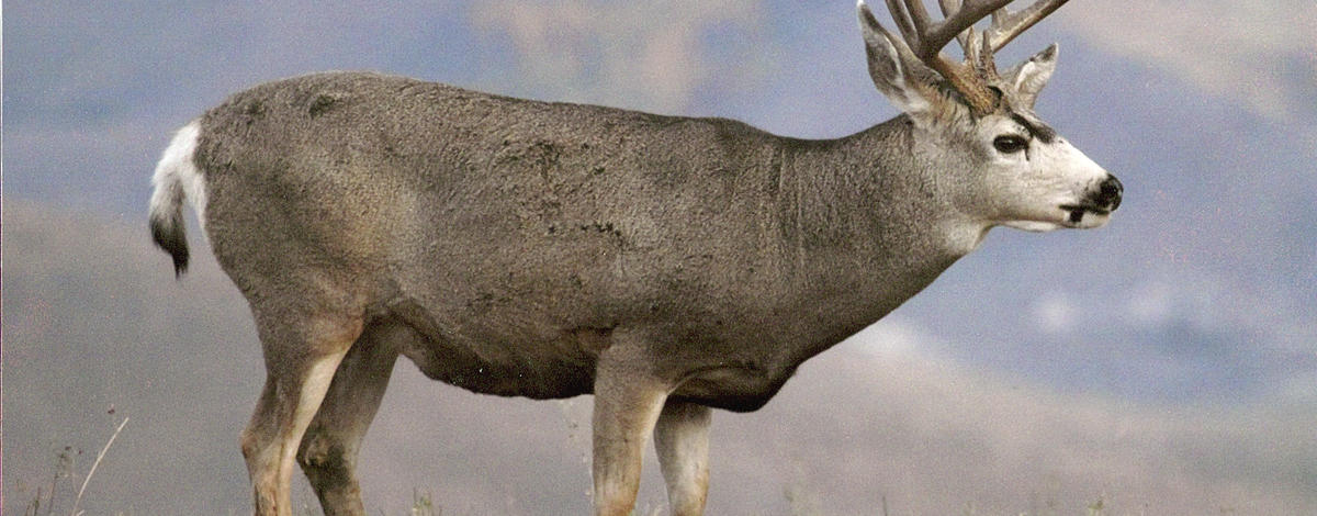mule deer buck March 2011