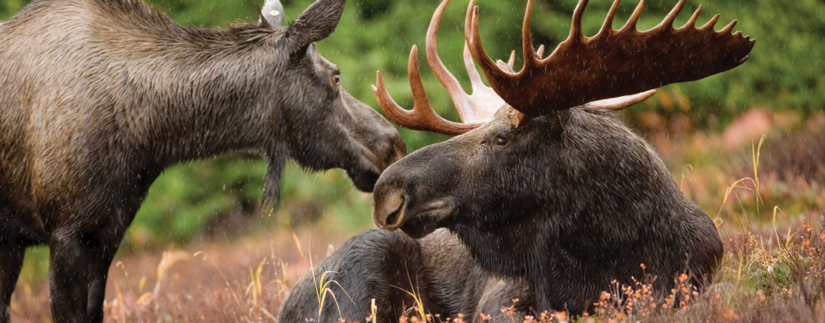 bull moose and cow moose laying in grass  February 201