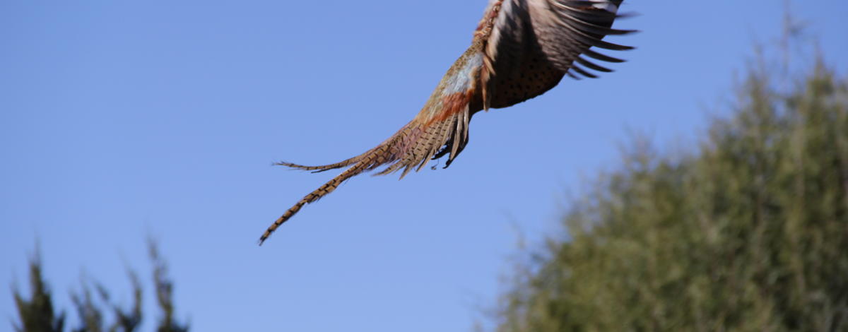ringnecked pheasant flying medium shot November 2014