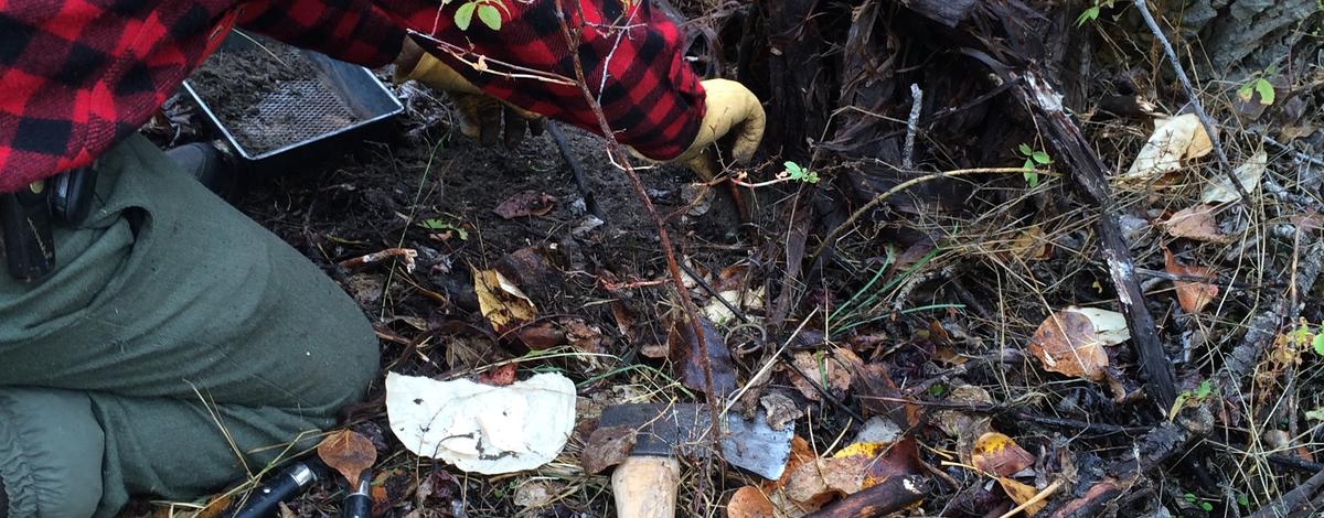 trapper setting a trap vertical shot October 2014