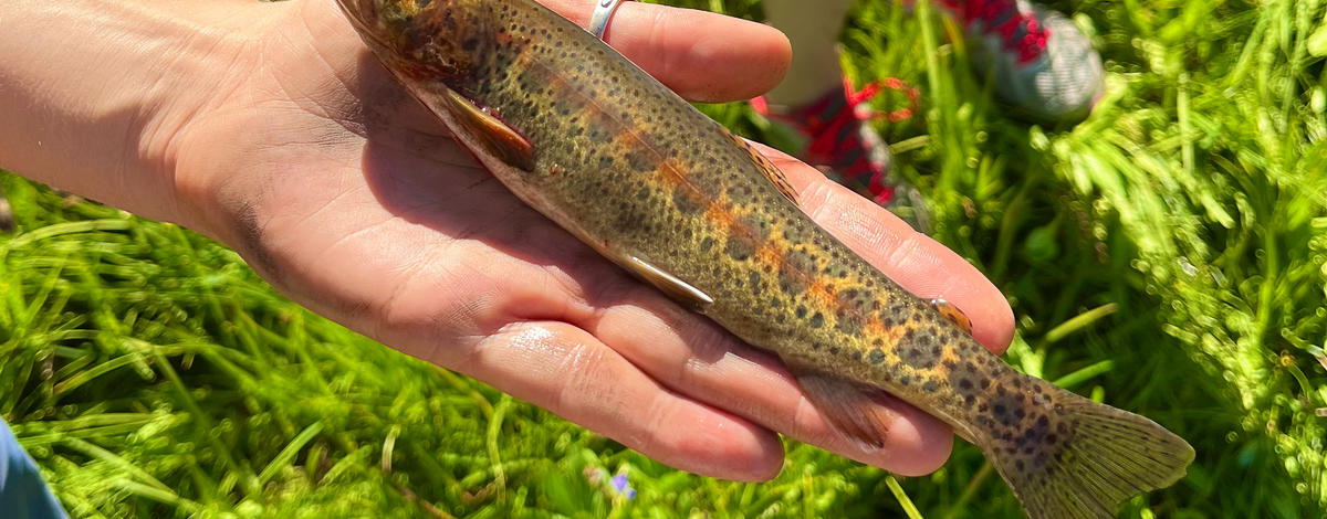 redband trout caught in a mountian stream_4531