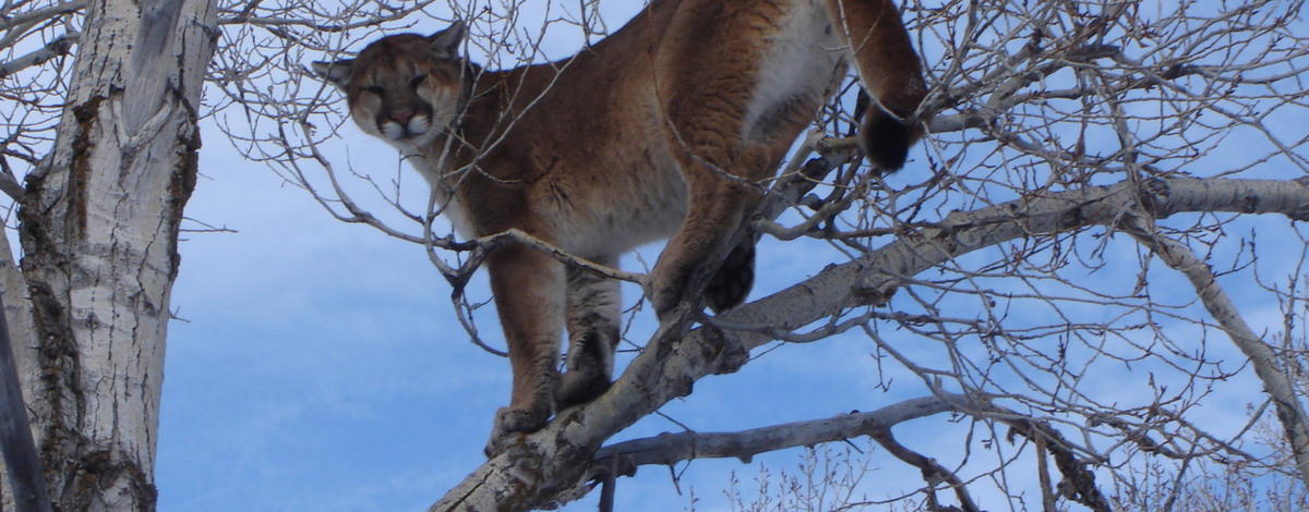mountain lion cougar in a tree January 2008