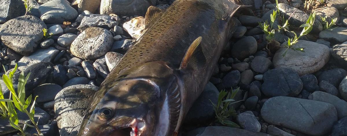 Upper Salmon River Chinook