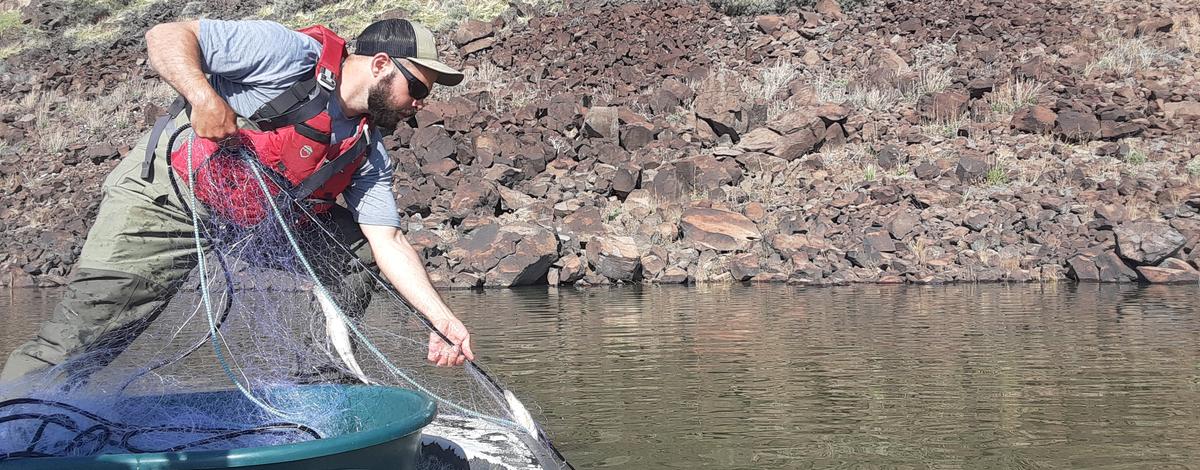Walleye are captured using gillnets