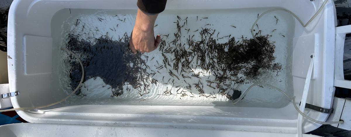 Rainbow Trout fry ready for stocking. 