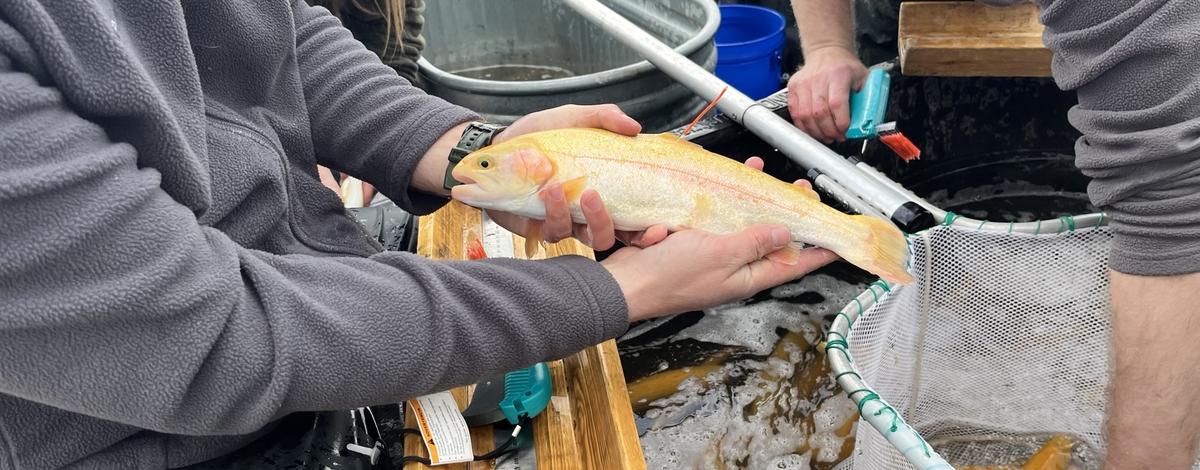 Banana trout stocking