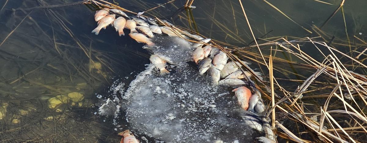 Dead goldfish after rotenone treatment at Castle Rocks