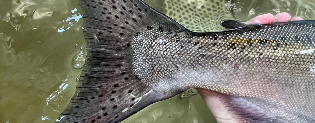 chinook caudal