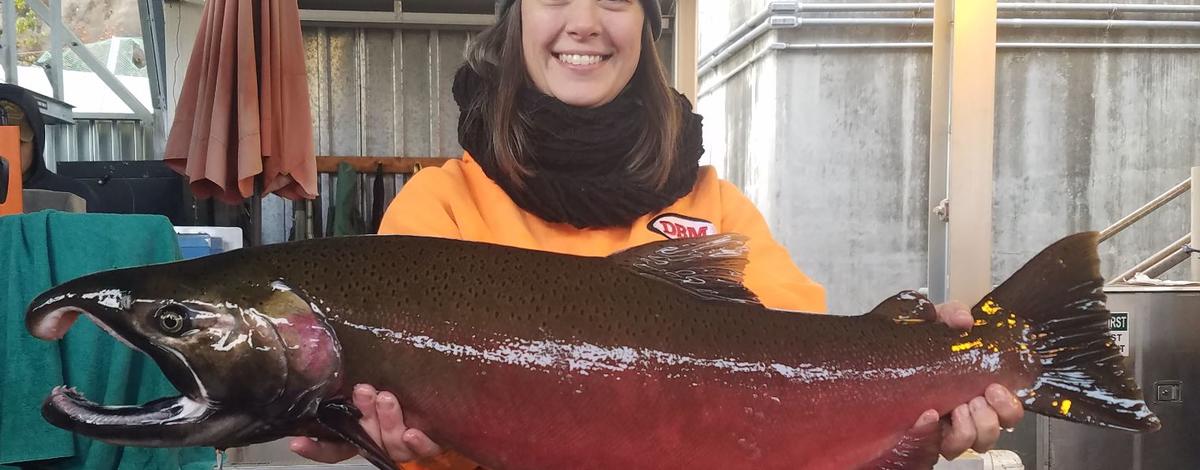 coho_trapeed_at_lgd