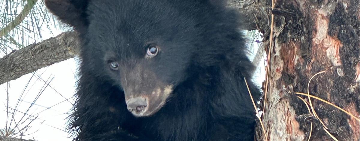 black bear cub