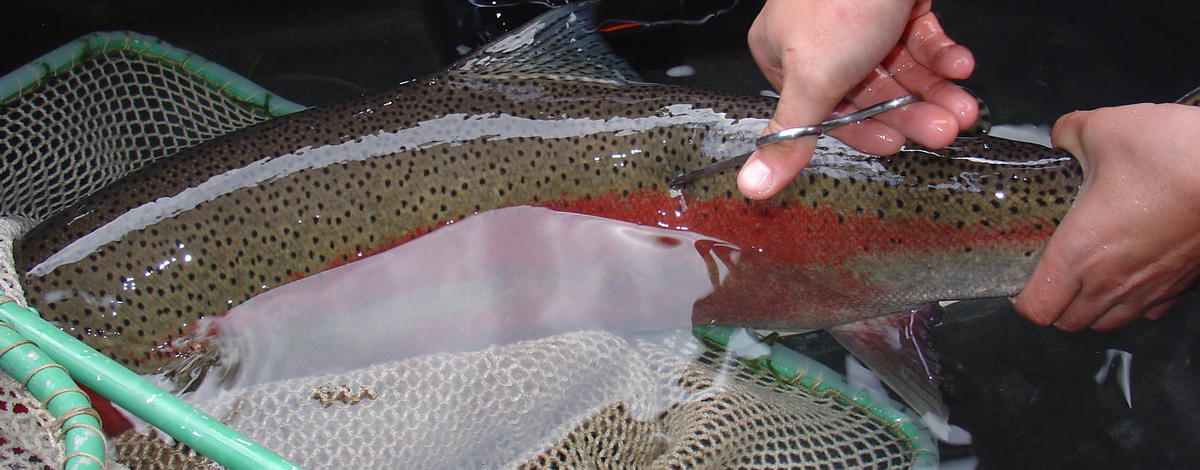 Proper scale collection from an adult steelhead. Photo by Ron Roberts.