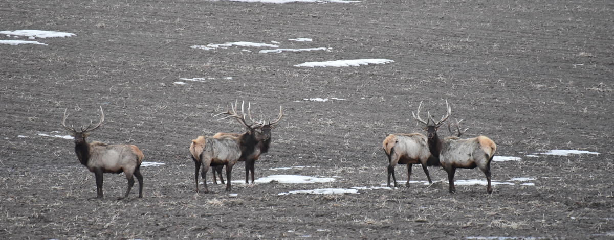 Upper Snake elk 2018 helicopter survey
