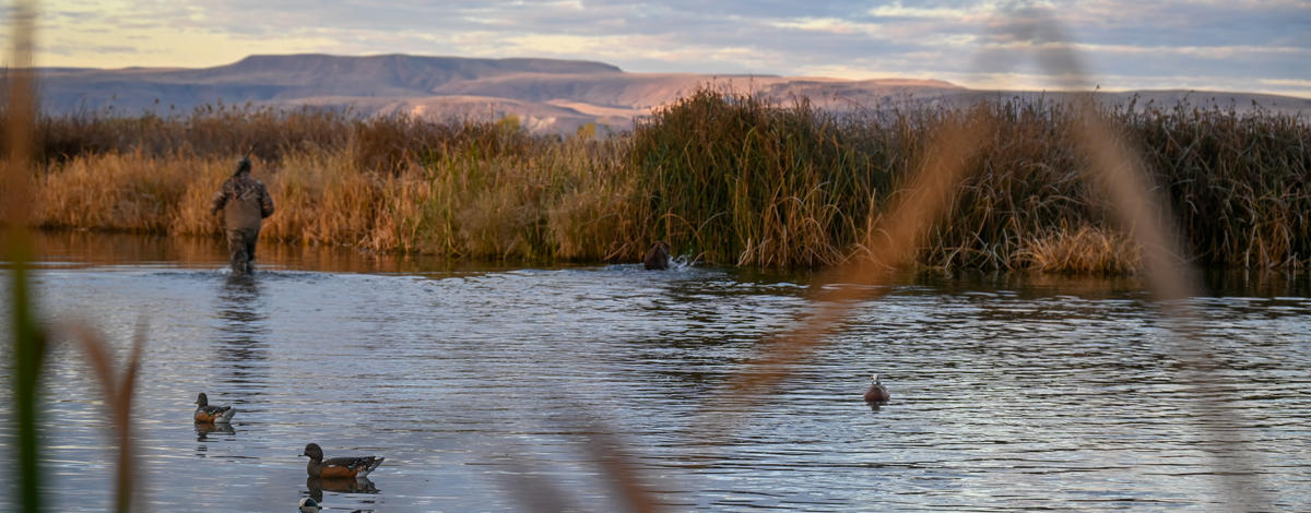 Duck hunter wades through the marsh while duck hunting