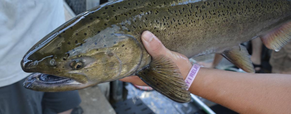 Chinook