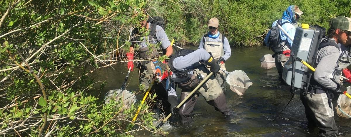 A group of fisheries staff electrofishing a river.