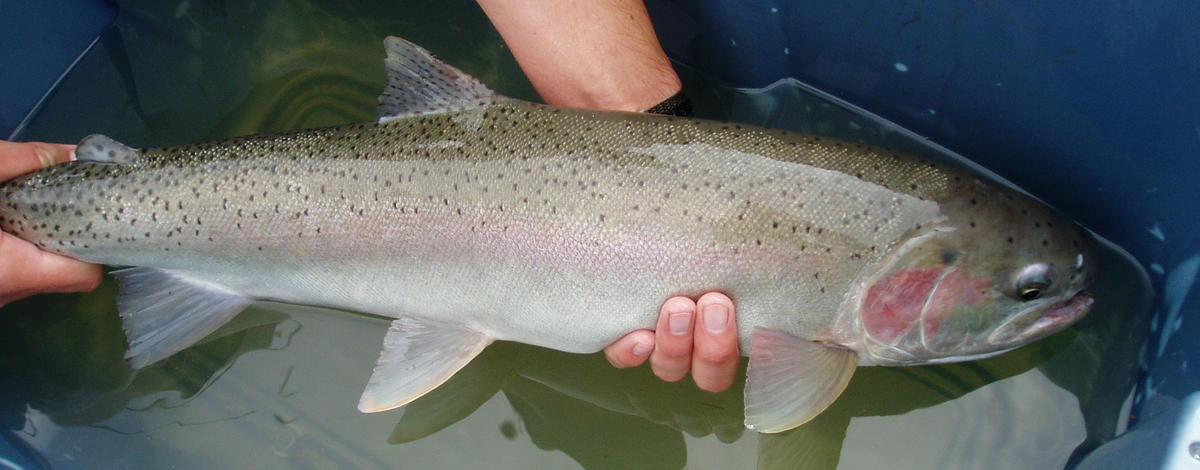 Adult steelhead in the Potlatch River