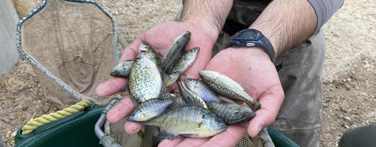 A fisheries biologist holds a handful of small fish, including bass, bluegill, perch and crappie.