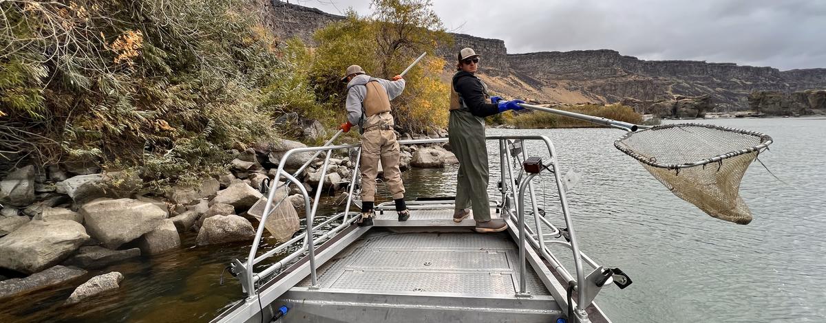 Fish and Game fisheries biologists electrofishing on Snake River where quagga mussels were detected