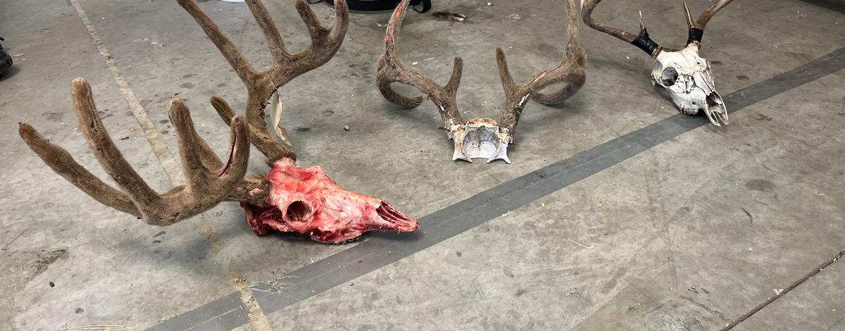 skull prep