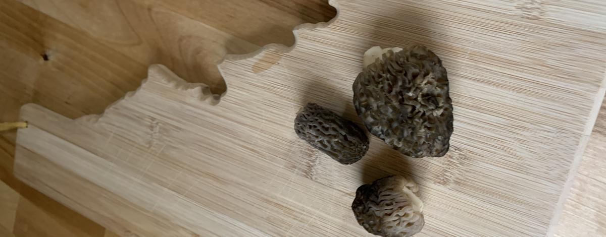 Morels 2020.jpg