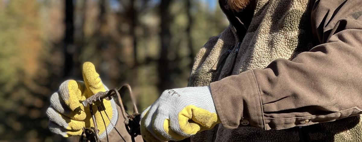 Setting a marten trap