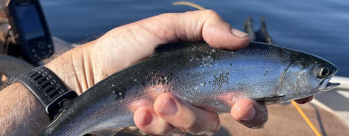 kokanee, Payette Lake
