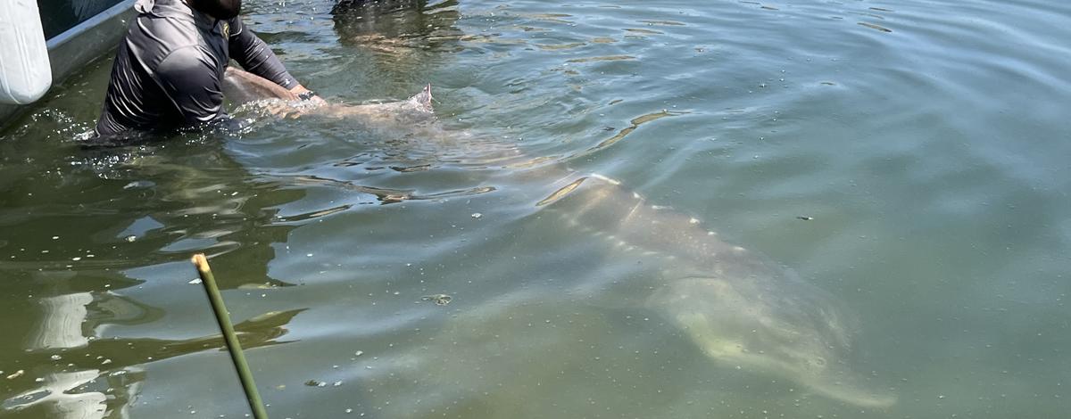 Fisheries biologists handle and prepare to release a large white sturgeon in C.J. Strike Reservoir