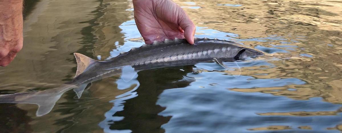 juvenilesturgeon_02