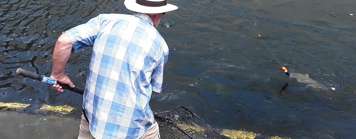 Angler netting a chinook salmon